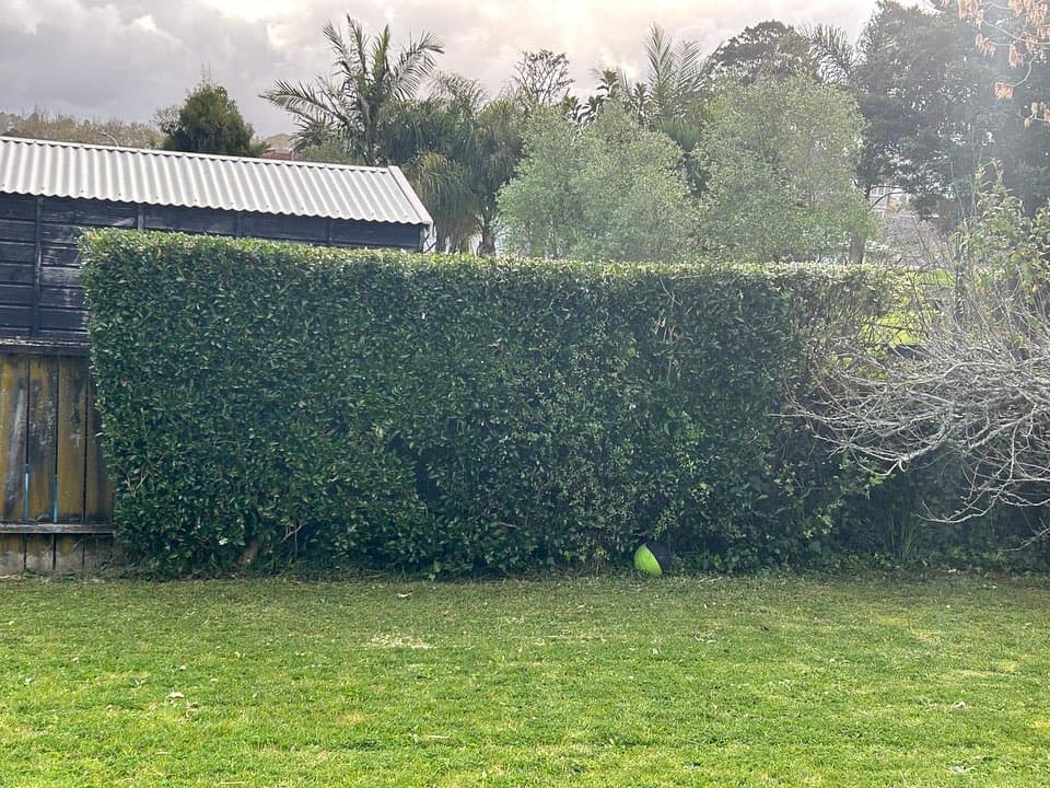 Professional hedge trimming