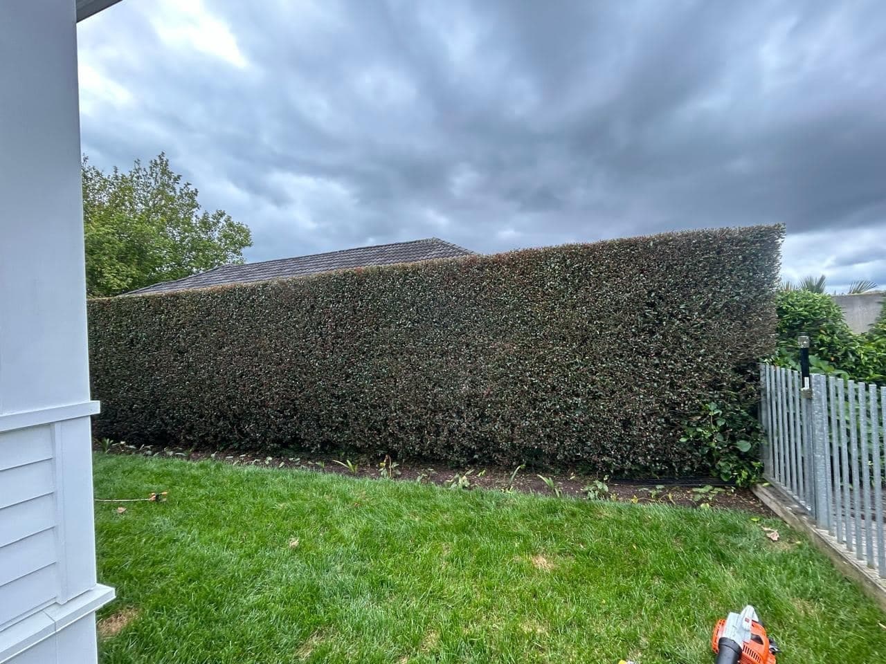 Hedge shaping Auckland