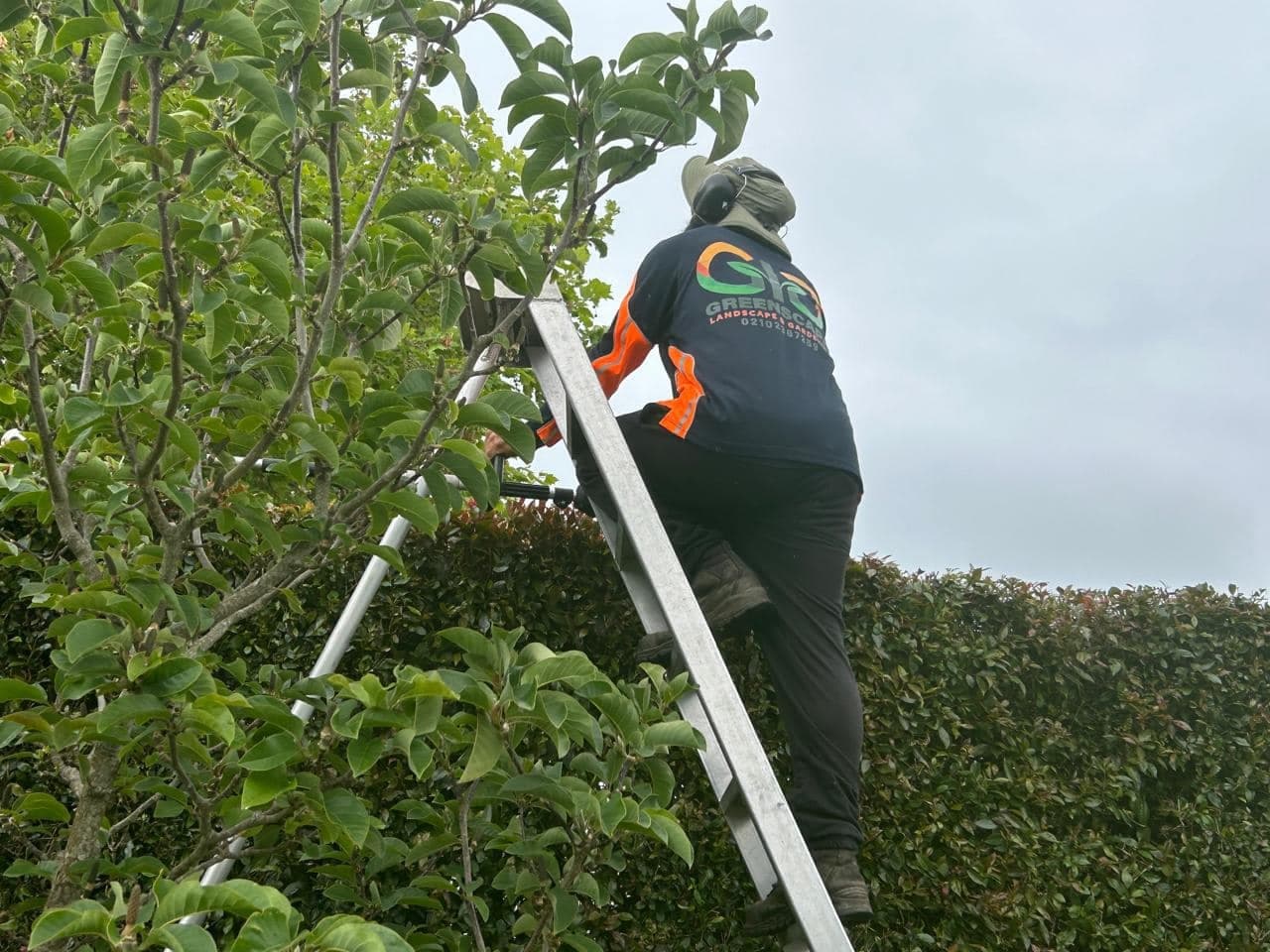 Tree trimming Auckland