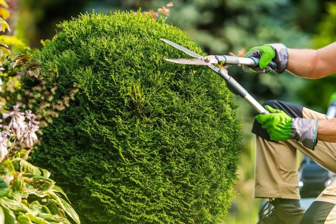 Tree pruning service